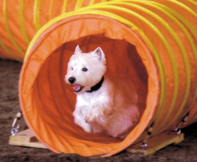 WoodyTunnelWeb.jpg